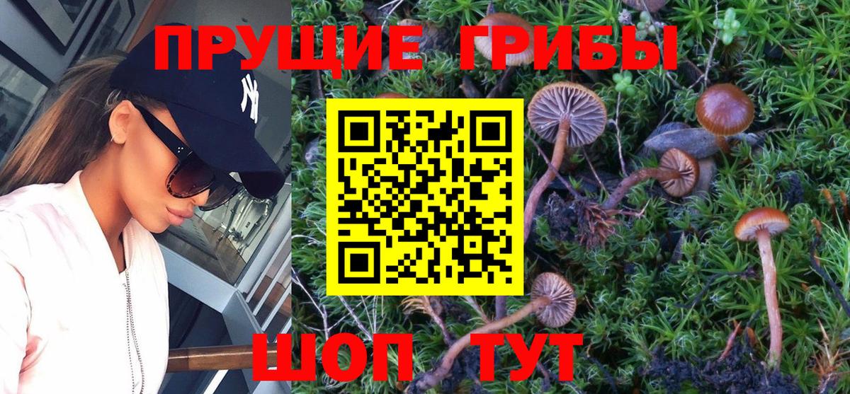 Галлюциногенные грибы Psilocybe Валуйки